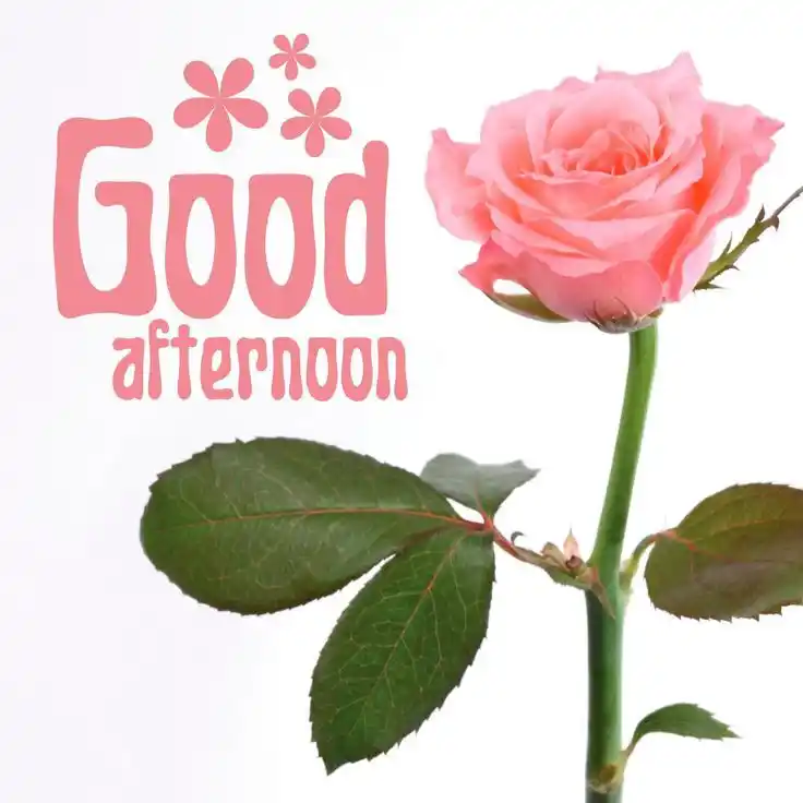 good-afternoon-images
