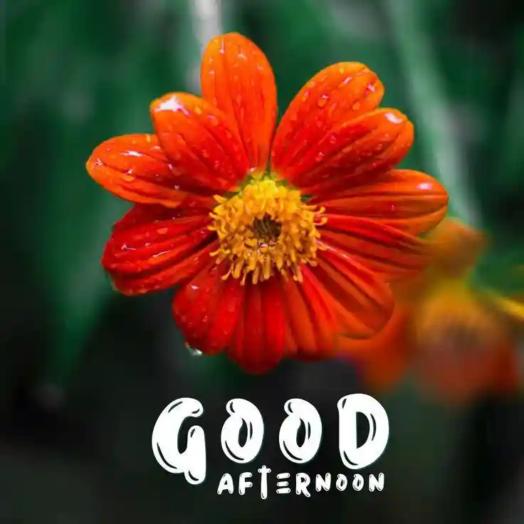 good-afternoon-pics