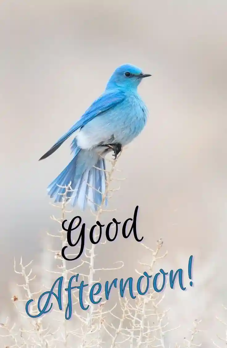 good-afternoon-pics