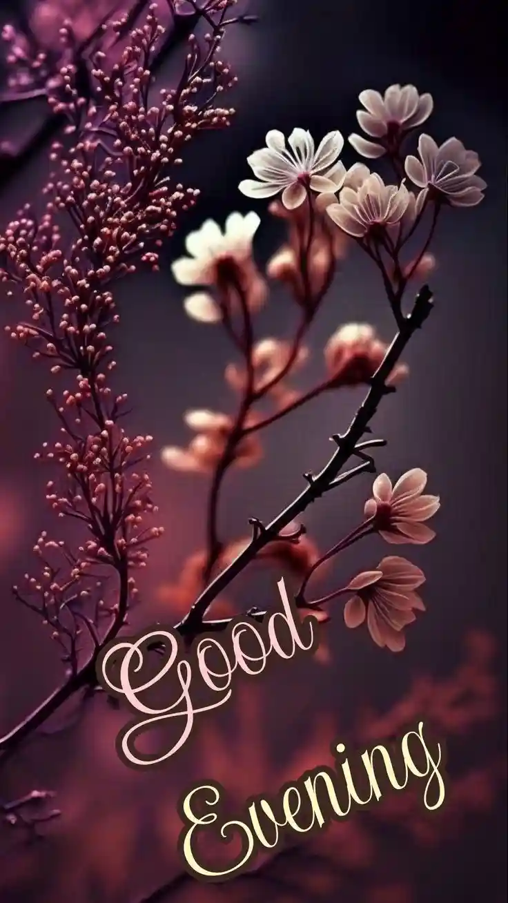 good-evening-images-for-whatsapp good-evening-images-for-whatsapp