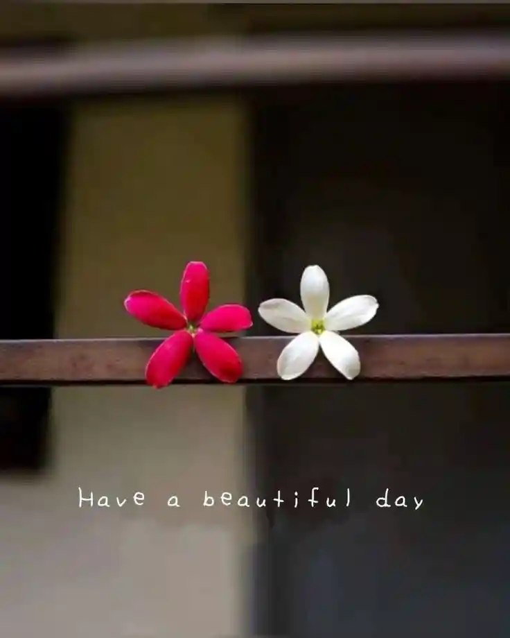good-morning-flower-images