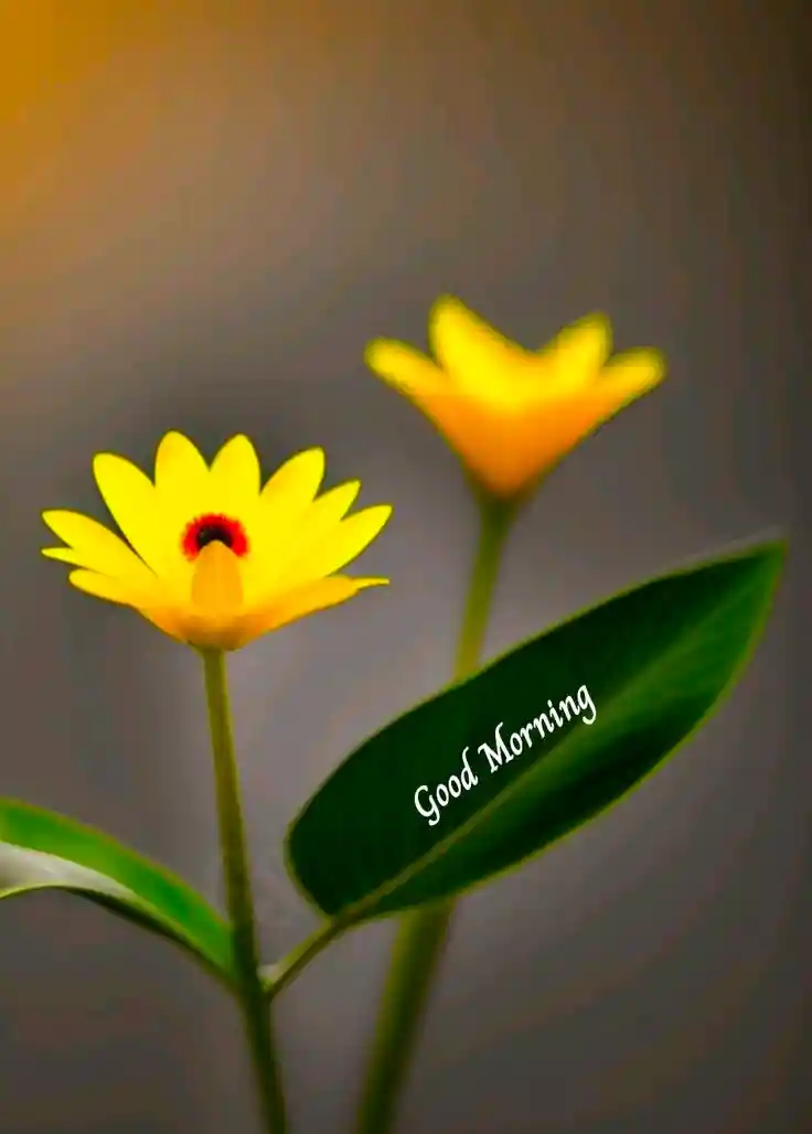 good-morning-images