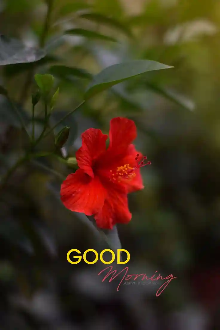 good-morning-images