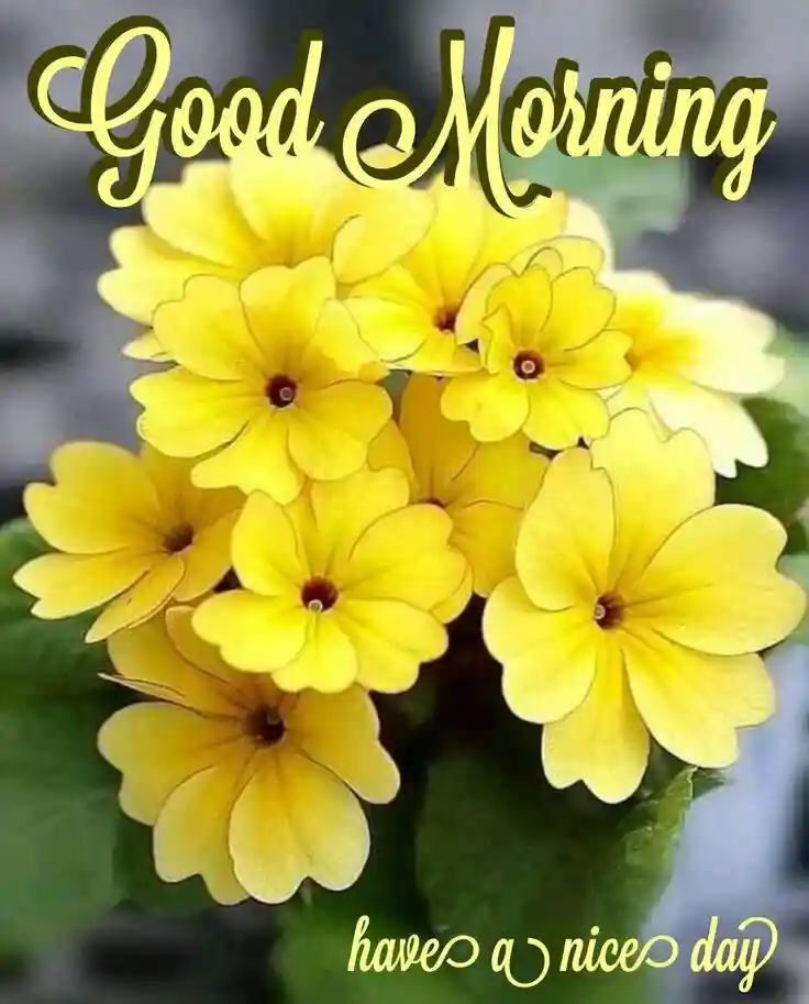 good-morning-photos