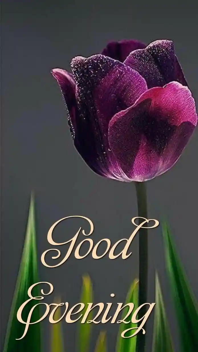 lovely-good-evening-images lovely-good-evening-images