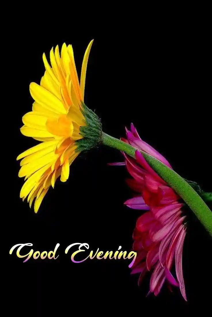new-good-evening-images new-good-evening-images